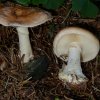 Leucocortinarius bulbiger, Knolliger Schleierritterling